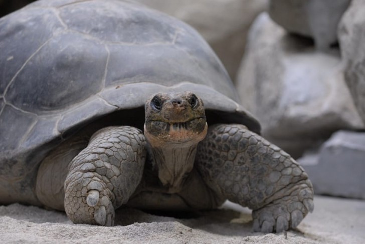 Lei è Nigrita, una tartaruga gigante delle Galapagos di 80 anni.