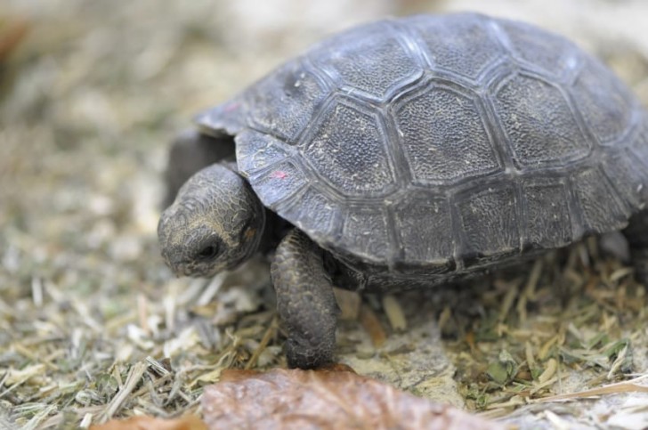 Con i nuovi arrivati, il numero delle tartarughe delle Galapagos nello zoo di Zurigo è arrivato a 91 esemplari.