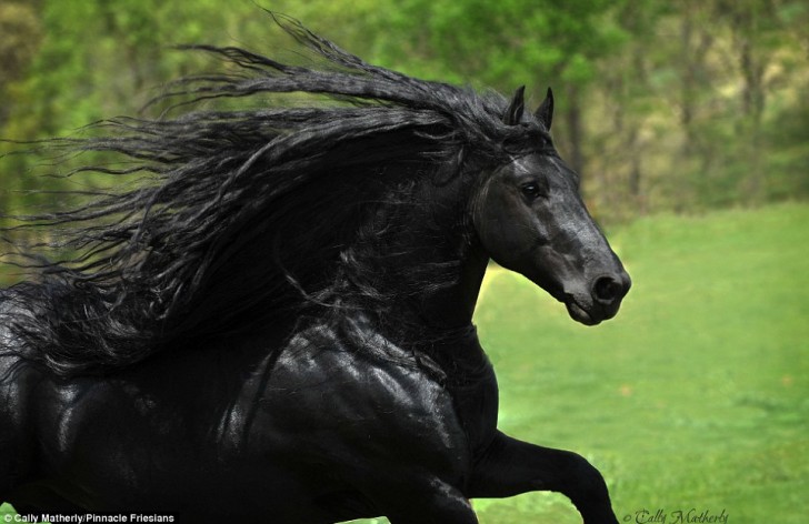 Frédéric le Grand a été élu le plus beau cheval du monde