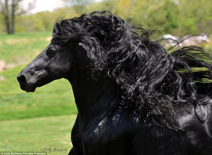 Sa crinière spectaculaire, ondulée et brillante, est typique du frison, une des plus anciennes races de chevaux