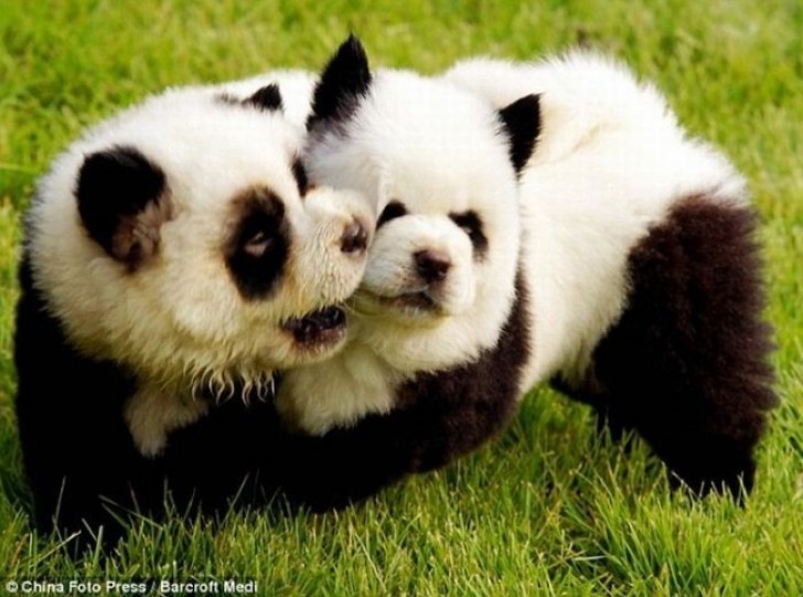 Panda domestici