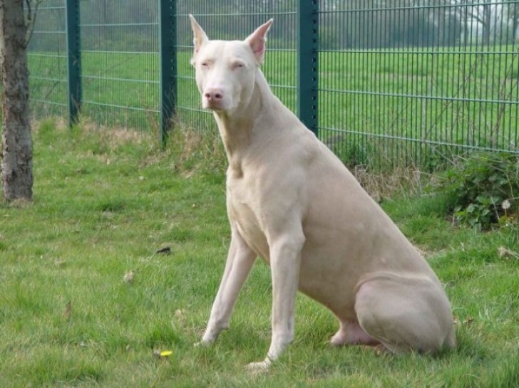 Dobermann albino