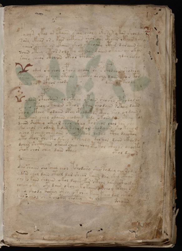 Linguaggio indecifrabile e piante sconosciute: un manoscritto medievale ancora avvolto nel mistero - 3