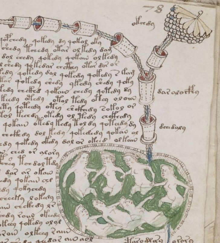 Linguaggio indecifrabile e piante sconosciute: un manoscritto medievale ancora avvolto nel mistero - 4
