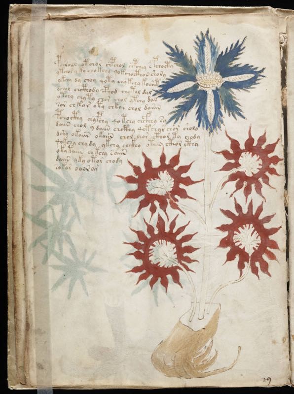 Linguaggio indecifrabile e piante sconosciute: un manoscritto medievale ancora avvolto nel mistero - 5
