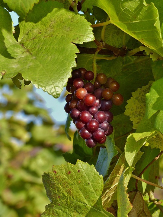 I polifenoli sono dei composti antiossidanti che si trovano nella buccia e nei semi dell'uva.