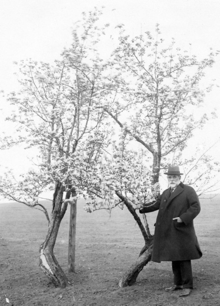 Nous sommes en 1925 et l'arbre a continué à se développer et à donner ses fruits, comme le témoigne William C. Endicott Jr.