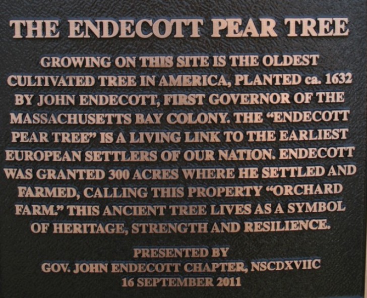 Tornato a crescere più rigoglioso di prima, Endicott Pear Tree è divenuto, nel 2011, uno dei simboli della prosperità del popolo americano