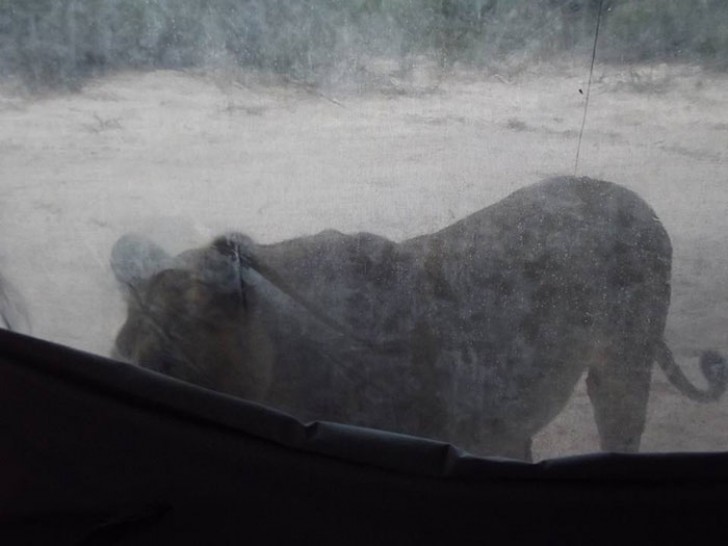 In realtà le tre leonesse erano state attratte dalla preziosa umidità formatasi sulla tenda, e il rumore era prodotto dalle loro lingue che continuavano a bere.