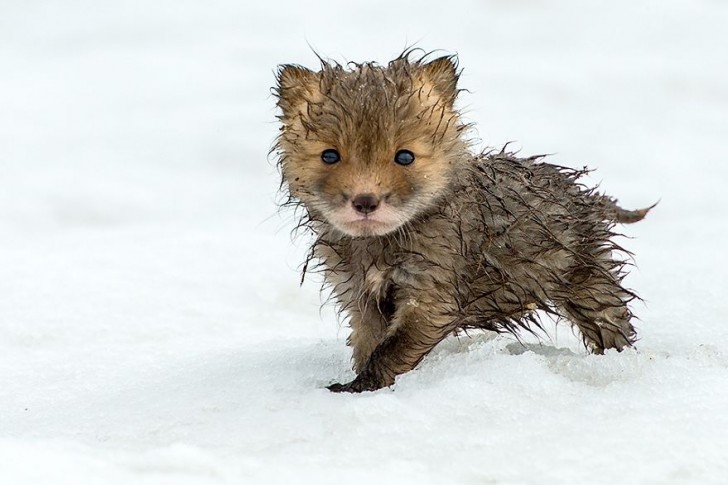 #3. Il salto con cui catturano i roditori sotto la neve è tipico delle volpi ed è una delle prime cose che i cuccioli imparano a fare.