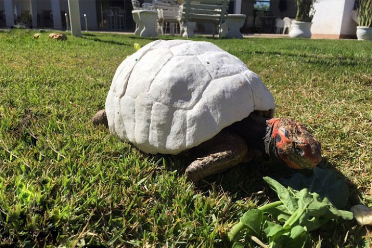 Par la suite, la nouvelle carapace a été implantée chirurgicalement sur le dos de Freddy, mais elle était blanche et donc contre nature