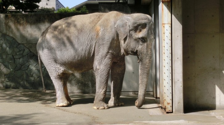 Hanako aveva 69 anni e viveva nello zoo di Inokashira dal 1949