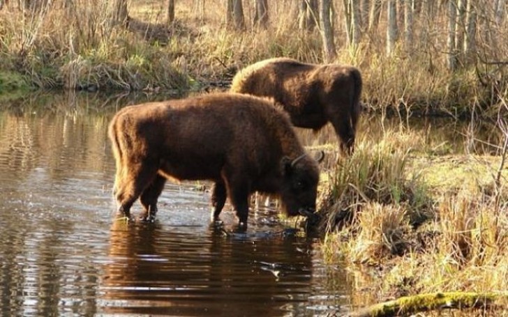 Efter katastrofen så identifierades en säkerhetszon runt omkring kärnkraftverket. Efter den här zonen så finns det ett område med lite mindre strålningar.