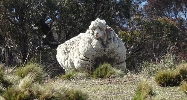 Hier Chris, das Schaf mit dem schönsten Haarkleid Australiens