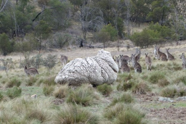 Hij werd gespot door een wandelaar in de buurt van Canberra.