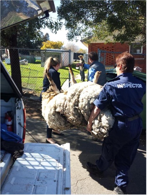 De schapen van zijn ras, lopen in feite, risico op infecties als ze niet goed geschoren worden.