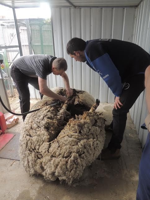 La lana era così abbondante che hanno dovuto procedere in due fasi