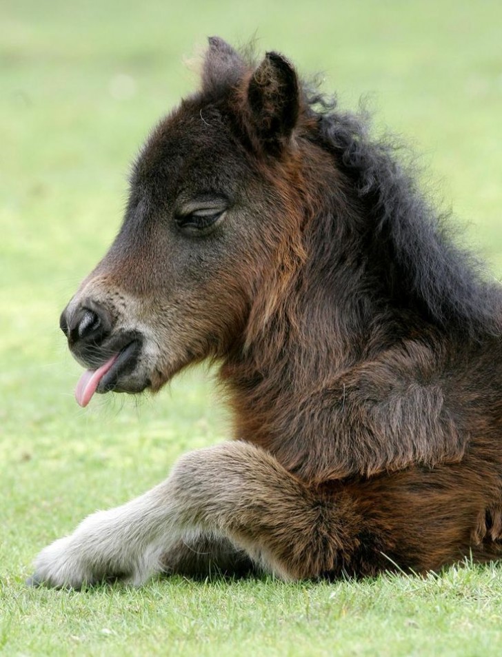 Ce petit cheval est d'une douceur incroyable alors qu'il observe sa propre langue.