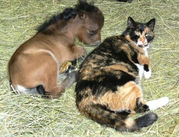 Qui est le cheval et qui est le chat? :-P