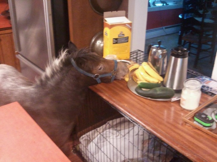 Doté d'une crinière un peu "sauvage", ce petit cheval adore les bananes!