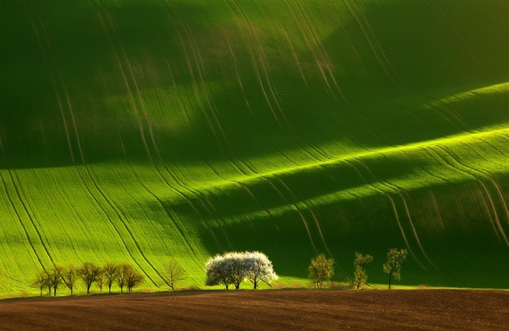 Un campo in Moravia, Repubblica Ceca
