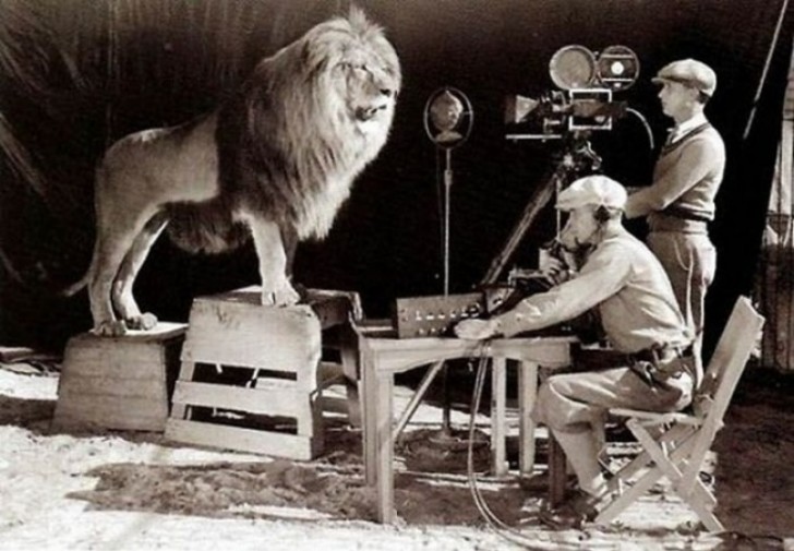 Aufnahme des Löwen, für das Logo der Produktionsfirma Metro-Goldwy-Mayer
