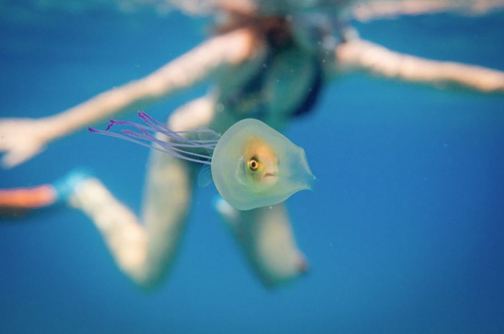 Un uomo cattura un'immagine più unica che rara: un pesce incastrato in una medusa - 1