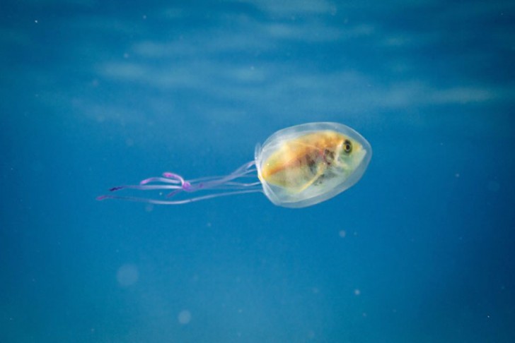Un uomo cattura un'immagine più unica che rara: un pesce incastrato in una medusa - 2