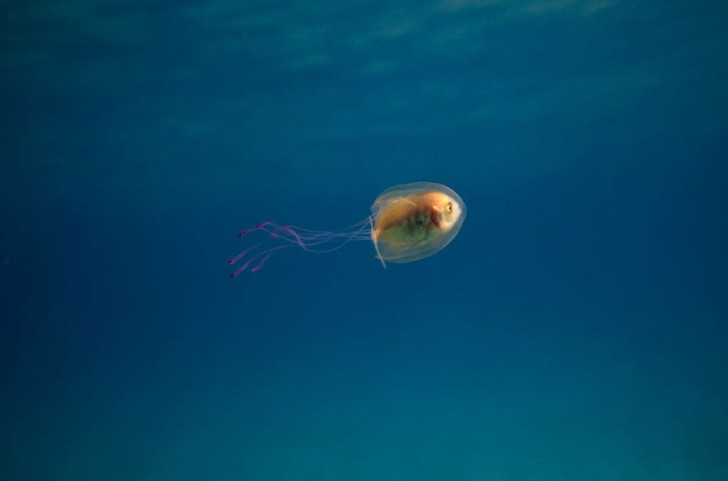 Un uomo cattura un'immagine più unica che rara: un pesce incastrato in una medusa - 3