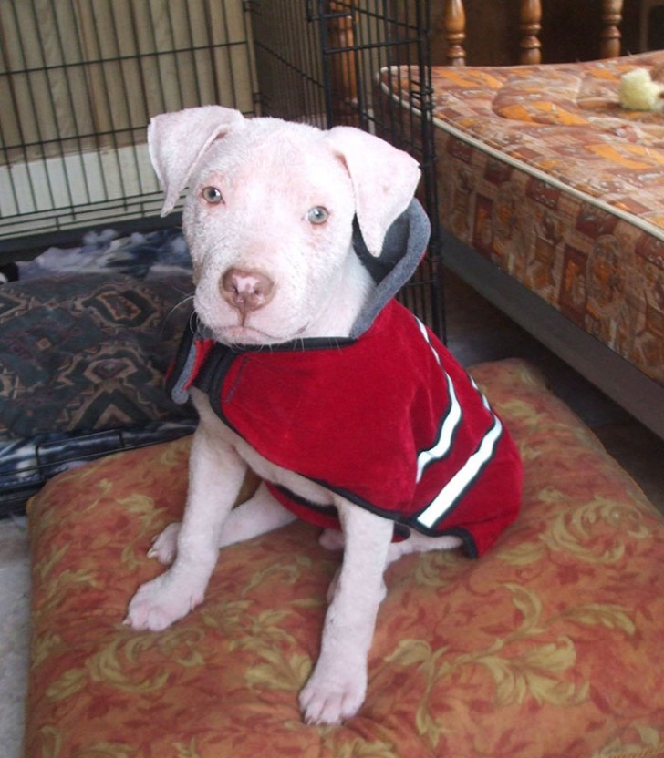 Grazie all'amore di Joey e alle cure ospedaliere, Mojo si ristabilì e anche il pelo cominciò a ricrescere.