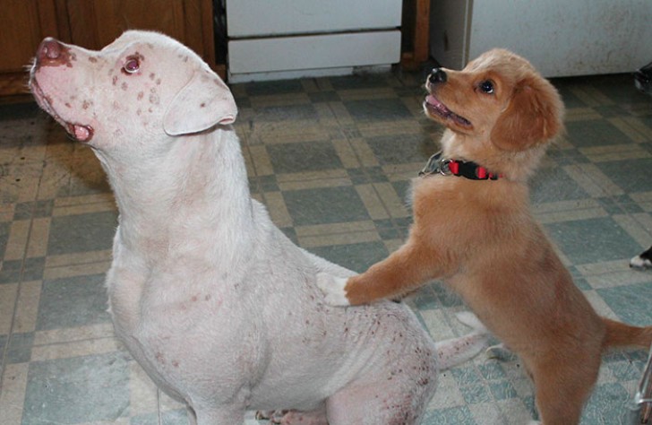 Asi Mojo se convierte en un valioso compañero de juegos para el otro perrito de Joey, en una familia en donde disfruta de la atencion tambien de sus pares.