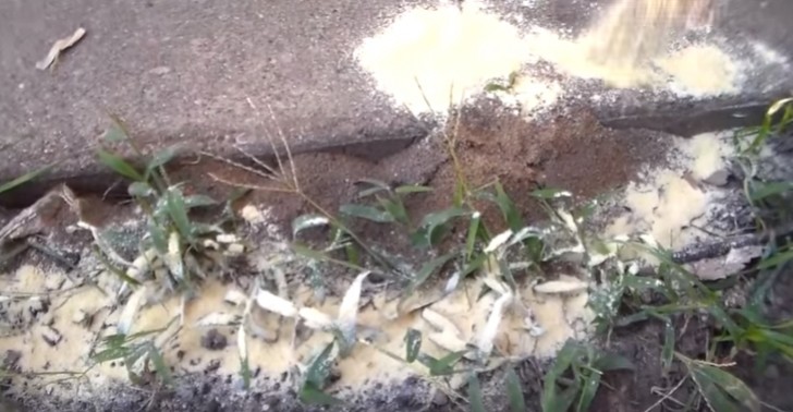 Bestrooi de grond met maismeel: hiermee weer je insecten af en voorkom je de groei van onkruid.