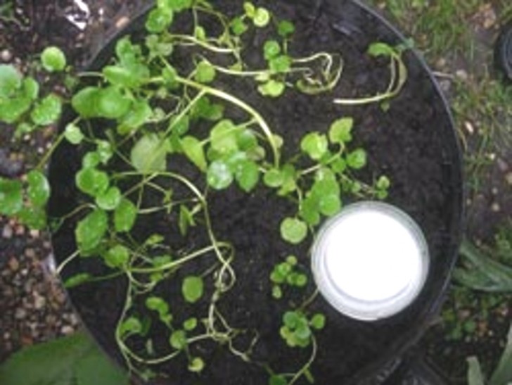 Plaats een glas melk in de buurt van je plant: slakken worden aangetrokken door de melk en laten de blaadjes van je plant met rust.