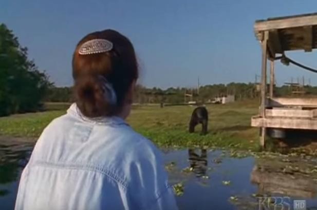 Au début, elle garde une distance et ce sont les deux chimpanzés qui s'approchent. "Tu te souviens de moi?" demande Linda