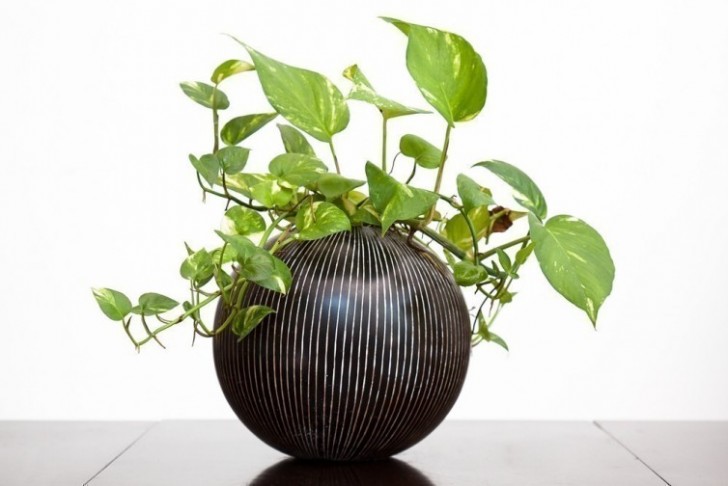 Die Pothos ist eine immergrüne Pflanze aus dem Süd-Ost-Asiatischen Raum. Nach Recherchen der NASA ist sie hervorragend zur Reinigung der Raumluft geeignet