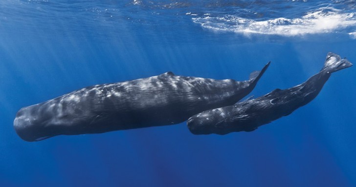 Ogni anno, 8 milioni di tonnellate di rifiuti in plastica finiscono negli oceani, minacciando l'intero ecosistema marino.