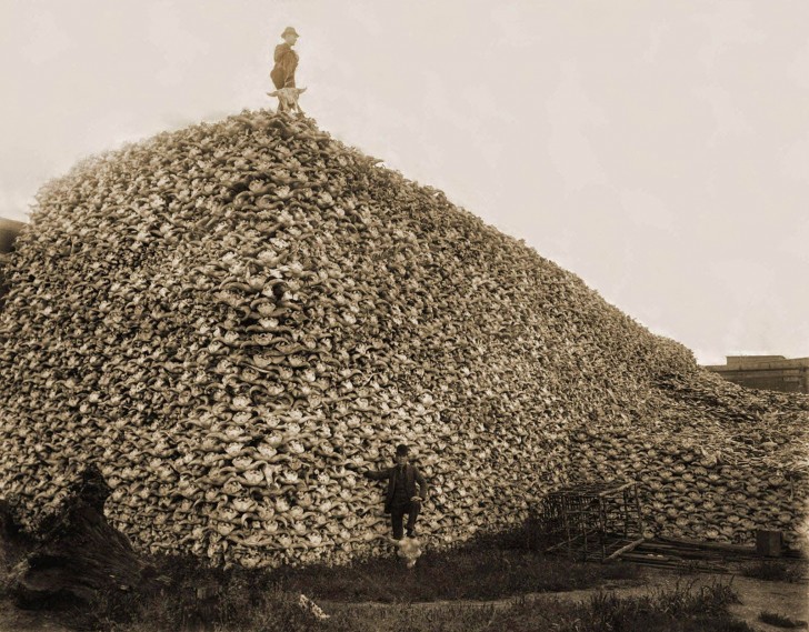 12. Crânes empilés de bison immédiatement après la loi qui en interdit la chasse-1870 (USA).