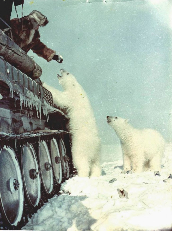 14. Soldat soviétique dans la péninsule des Tchouktches nourrit deux ours polaires-1950.