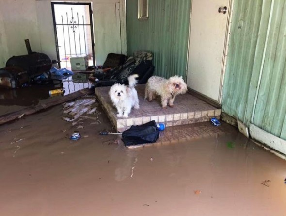 A bord d'un petit bateau, les deux ont parcouru toute la zone dans la tentative de sauver tous les chiens abandonnés par leurs propriétaires pendant leur fugue.