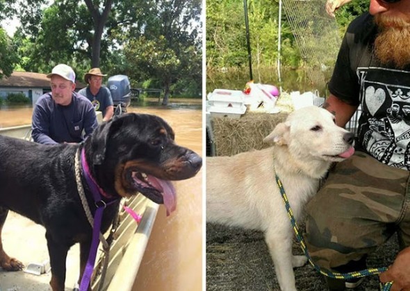 Un père et un fils sauvent ensemble plus de 40 chiens abandonnés pendant une inondation - 5