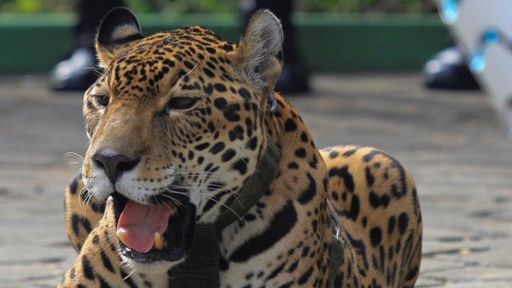 Prima lo usano per le foto, poi lo uccidono: la triste vicenda del giaguaro delle Olimpiadi - 1