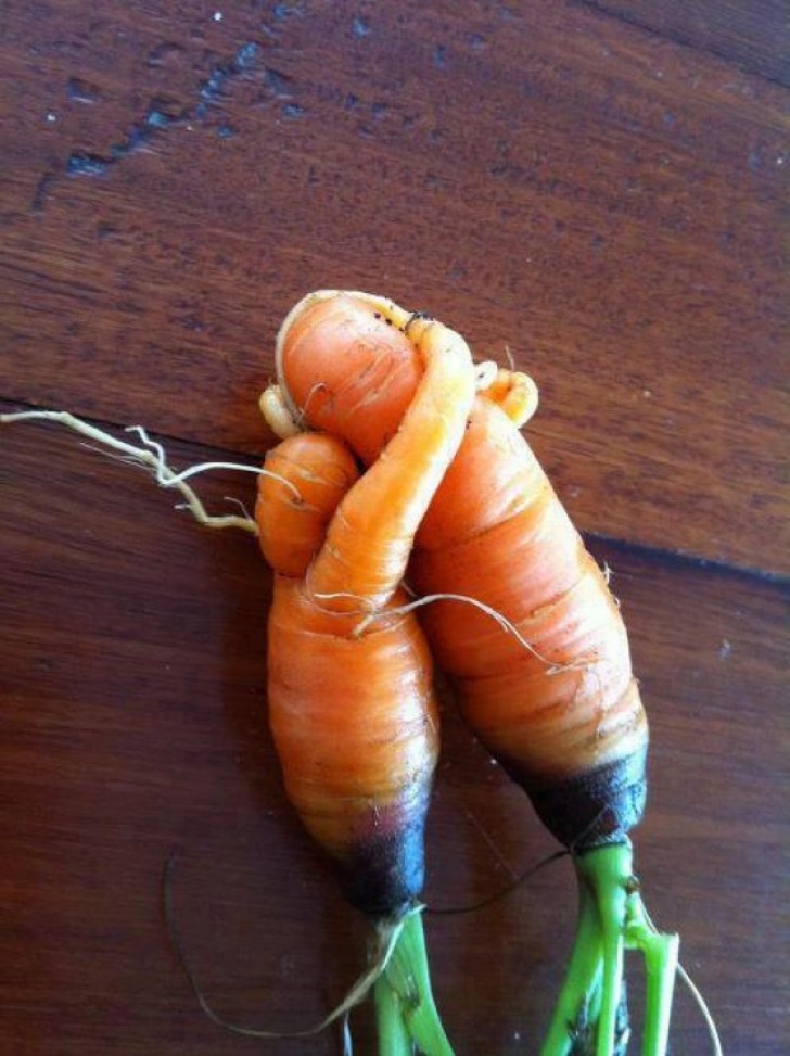 2. Deux carottes ... qui prouvent au monde que l'amour ne connaît pas de barrières!