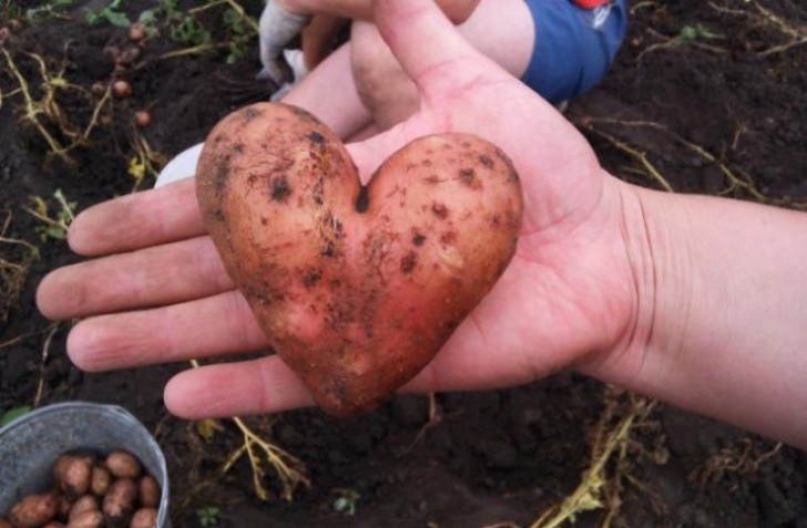 5. Une pomme de terre ...en forme de cœur!