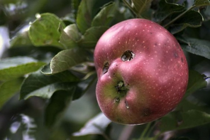7. Une pomme ...avec des yeux et une bouche qui la fait ressembler à la tête d'un enfant!