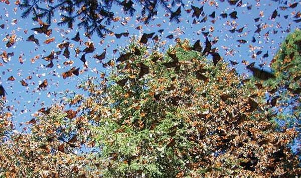 La migrazione delle farfalle monarca (Messico e Stati Uniti)