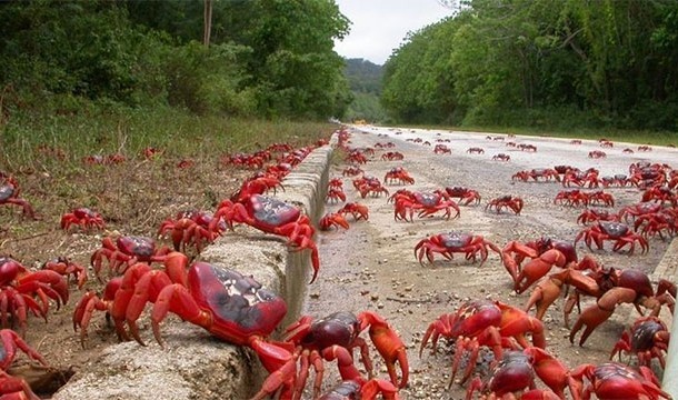 De migratie van rode krabben ( Christmas Island )