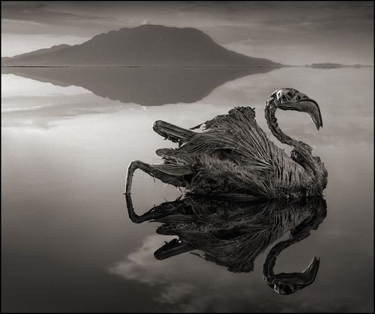 Lago "pietrificante" (Tanzania)