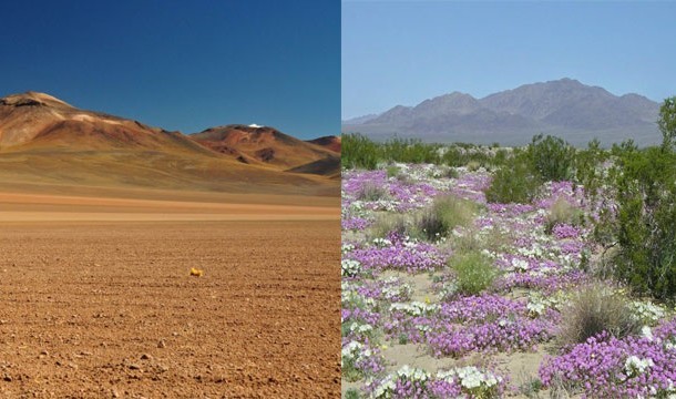 Deserto di fiori (Cile)