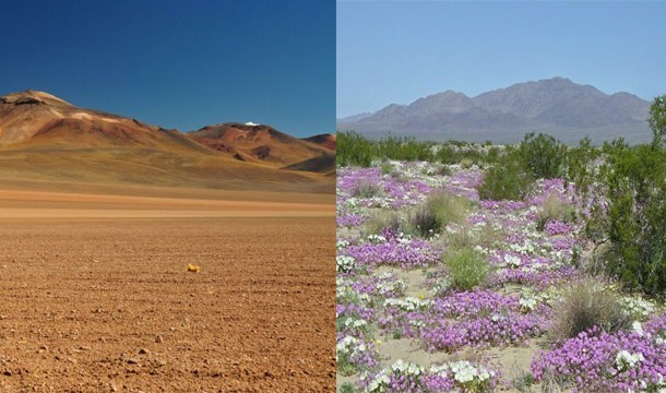 Désert de fleurs (Chili)