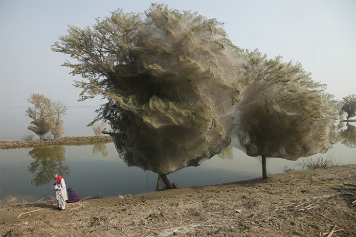 Alberi bozzolo (Pakistan)